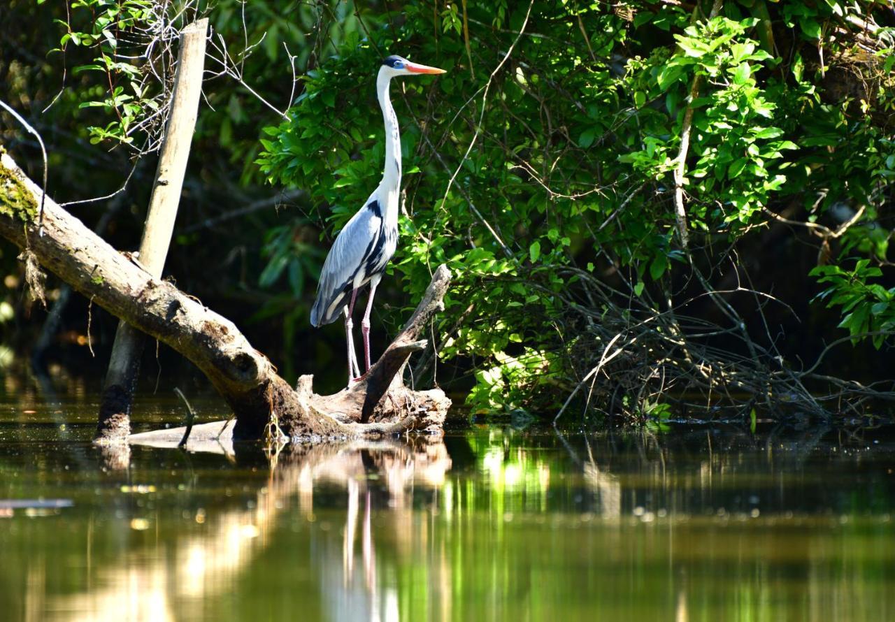 Casa A Beira Do Rio Jaguareguava Na Mata Atlantica Em Bertioga Sp别墅 外观 照片